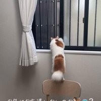 窓の外を見る猫