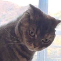 真顔で斜め下を見る猫