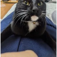 室内にいる猫