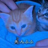 周囲を見る2匹の子猫2