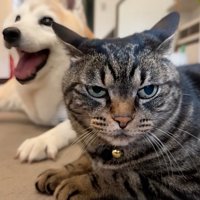 不満そうな猫