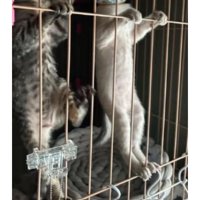 ケージの中の子猫