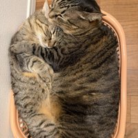 かごの中で寝る2匹の猫