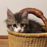 カゴに入った子猫