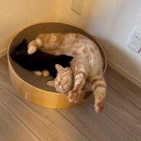 寝ている猫と子猫