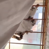 カーテン裏に猫