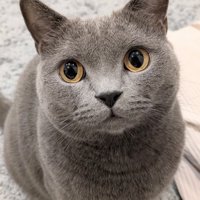 猫の顔