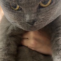 ネットで毛が抑えられ、ぬいぐるみのようになった猫