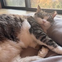 猫ベッドにいる猫