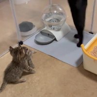 フェンスを乗り越える黒猫