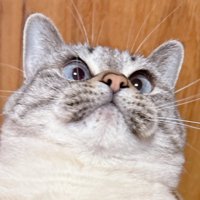 箱の中でへそ天する猫の上半身