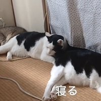 「寝る」のテロップ写真