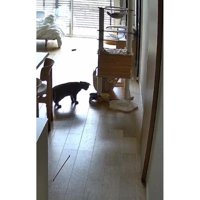 猫とごはん皿