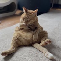 おっさん座りの茶トラ猫