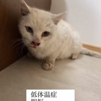 ベッドの横にいる汚れた白猫