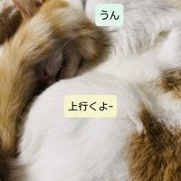 キャットタワーのベッドで寝ながらパパの呼び掛けに返事する保護猫