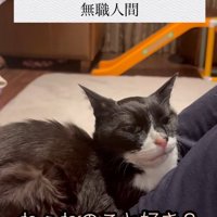 人の上に乗っている猫と「ねぇねのこと～」の字幕