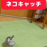 身を伏せる子猫