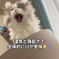 あくびする猫