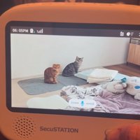 顔を上げる猫