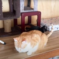 成猫の匂いを嗅いでいる子猫