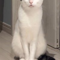 座った姿勢で飼い主を見つめる猫