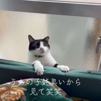 隙間から出ようとする猫さん