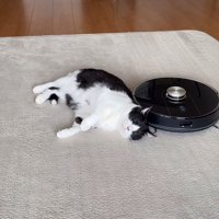 猫の後頭部付近にいるロボット掃除機