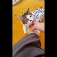 ペロペロ