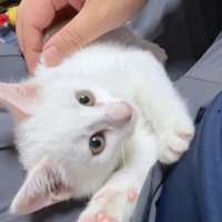 膝の上