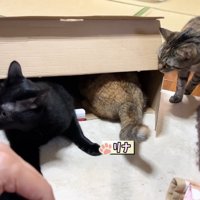 段ボールに入る猫たち
