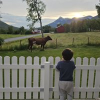 牛を見ている男の子