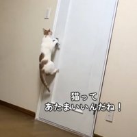 ドアを開けようとする猫