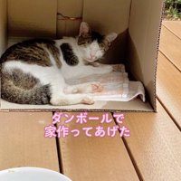 段ボールハウスの中でくつろぐ猫
