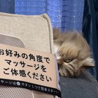 室内にいる猫