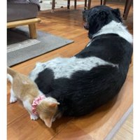 猫と犬
