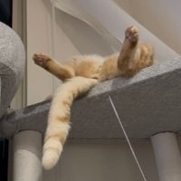 キャットタワーにいる猫