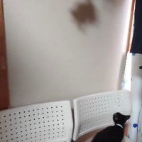ぬいぐるみを見上げる子猫