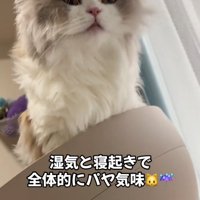 寝起きの猫