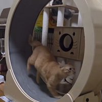 キャットホイールで走る猫