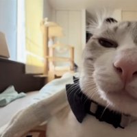 画面右側によっている半目でイカ耳になっている猫