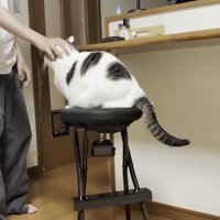 撫でられる猫の写真1