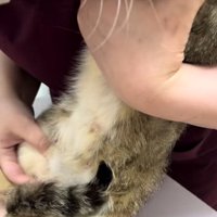 お乳の出がよくない親猫