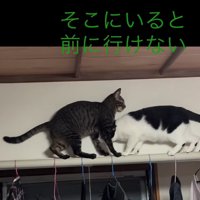向かい合う2匹の猫