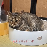 大きな成猫