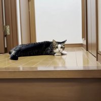 床に伏せながらこちらを見ている猫