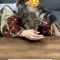 飼い主の肩に前足を乗せている猫