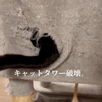 穴から腕を出している猫