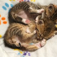くっついて寝る子猫