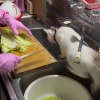 調理中のおばあちゃんと猫